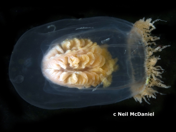 Photo of Neoturris breviconis by <a href="http://www.seastarsofthepacificnorthwest.info/">Neil McDaniel</a>